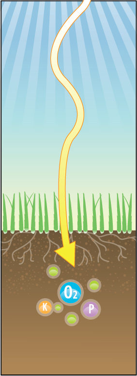 Healthy grass with dense green blades and an extensive root system in soil under clear sunlight.